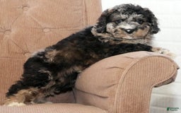 Cockapoo dogs for sale: Bo Jangles - Image 5