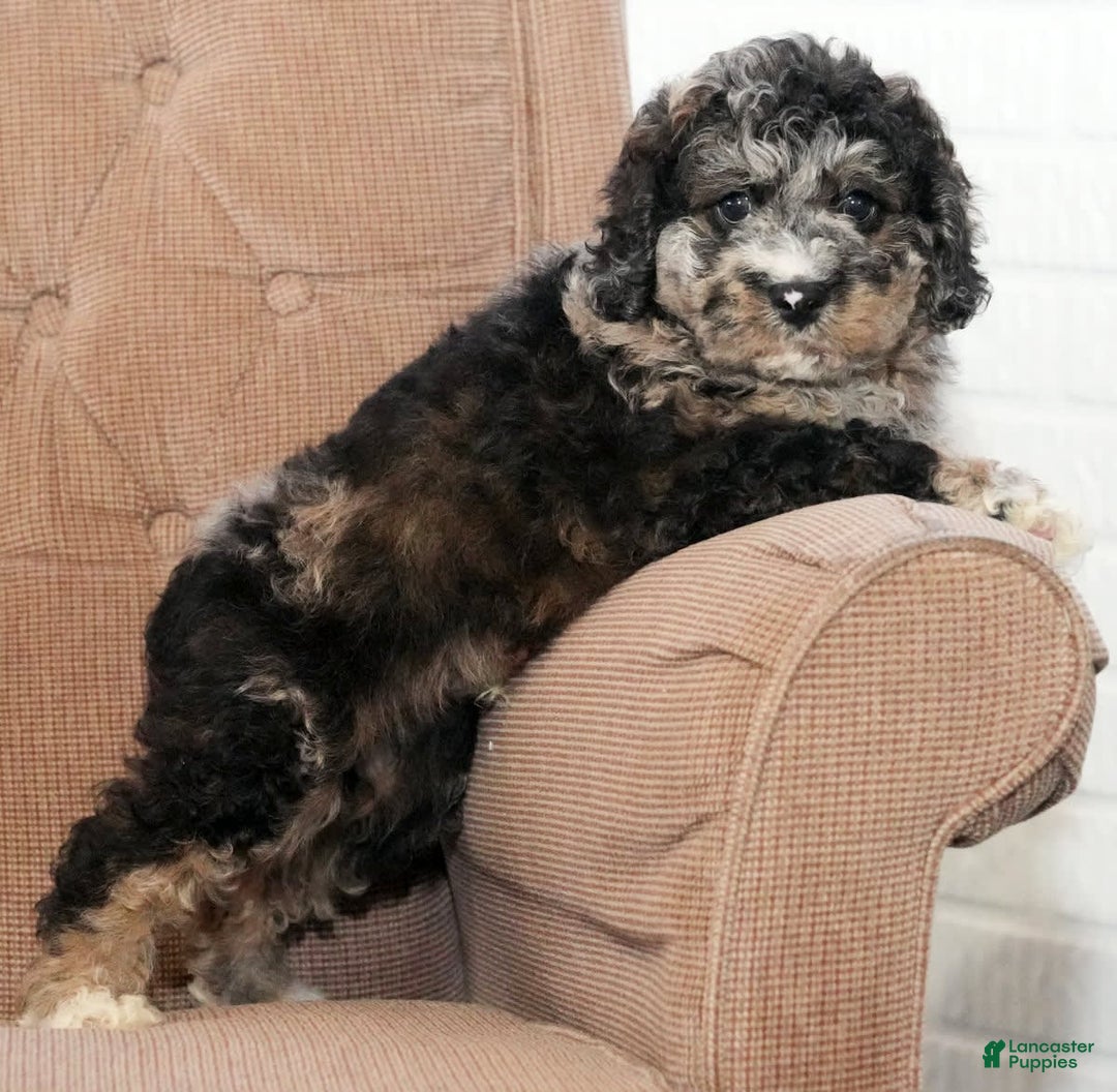 Cockapoo dogs for sale: Bo Jangles - Image 5