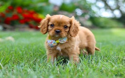 Cavalier King Charles Spaniel dogs for sale: Bradley - Image 3