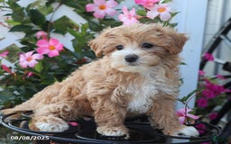 Maltipoo dogs for sale: Tina - Image 4