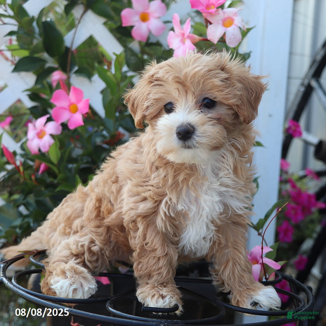 Maltipoo dogs for sale: Tina - Image 4