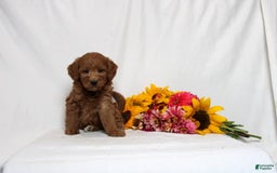 Mini Goldendoodle dogs for sale: Hema - Image 1
