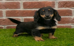 Miniature Dachshund dogs for sale: Faith - Image 18