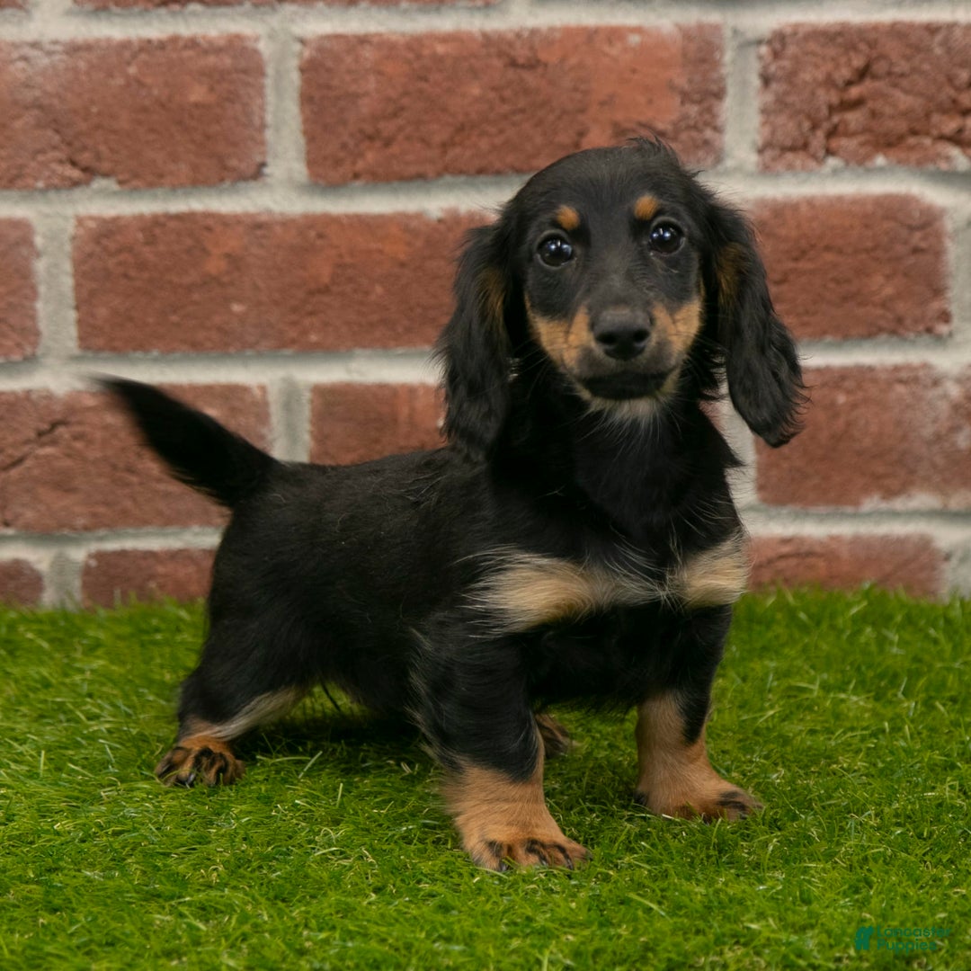 Miniature Dachshund dogs for sale: Faith - Image 18