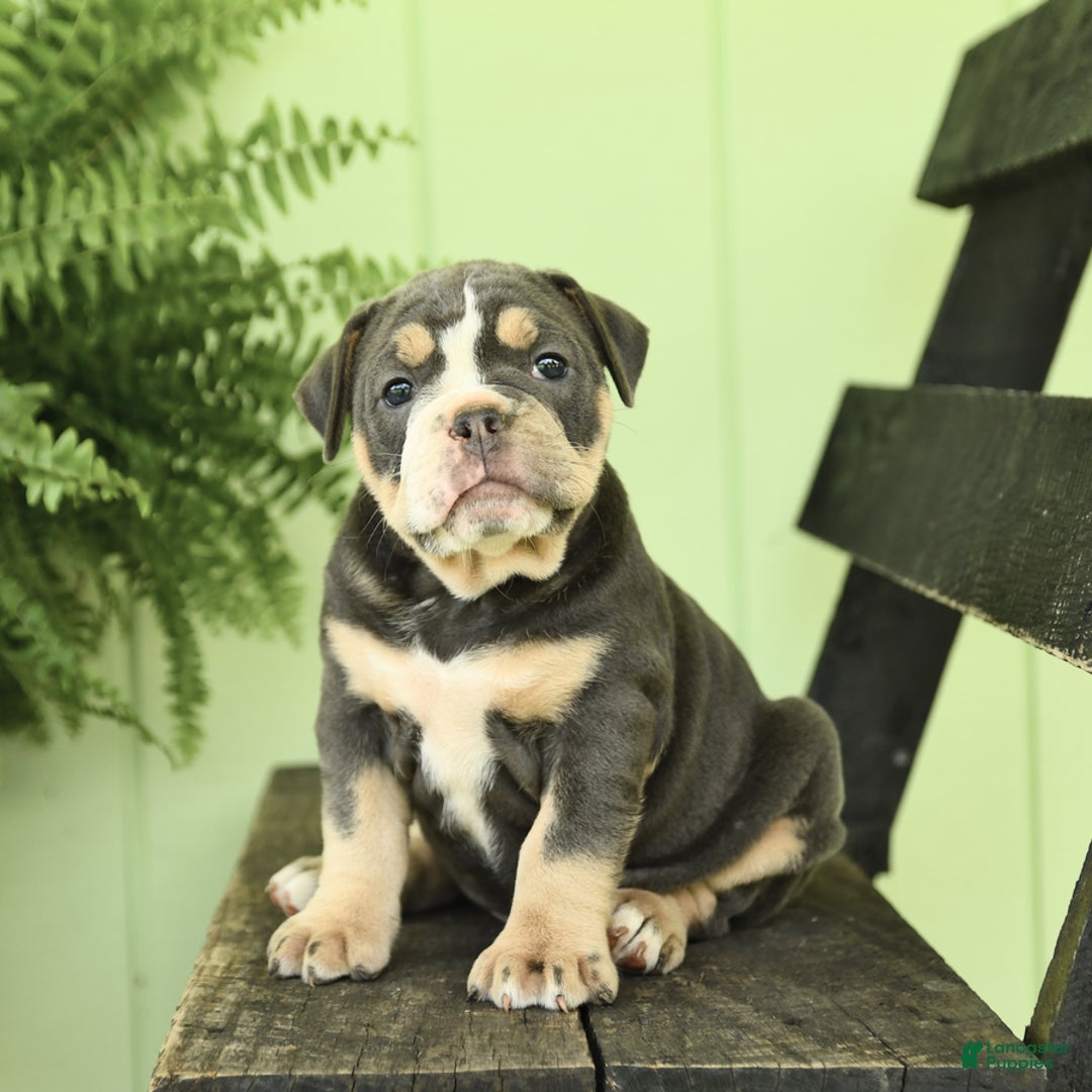 Olde English Bulldogge dogs for sale: Cassie - Image 4