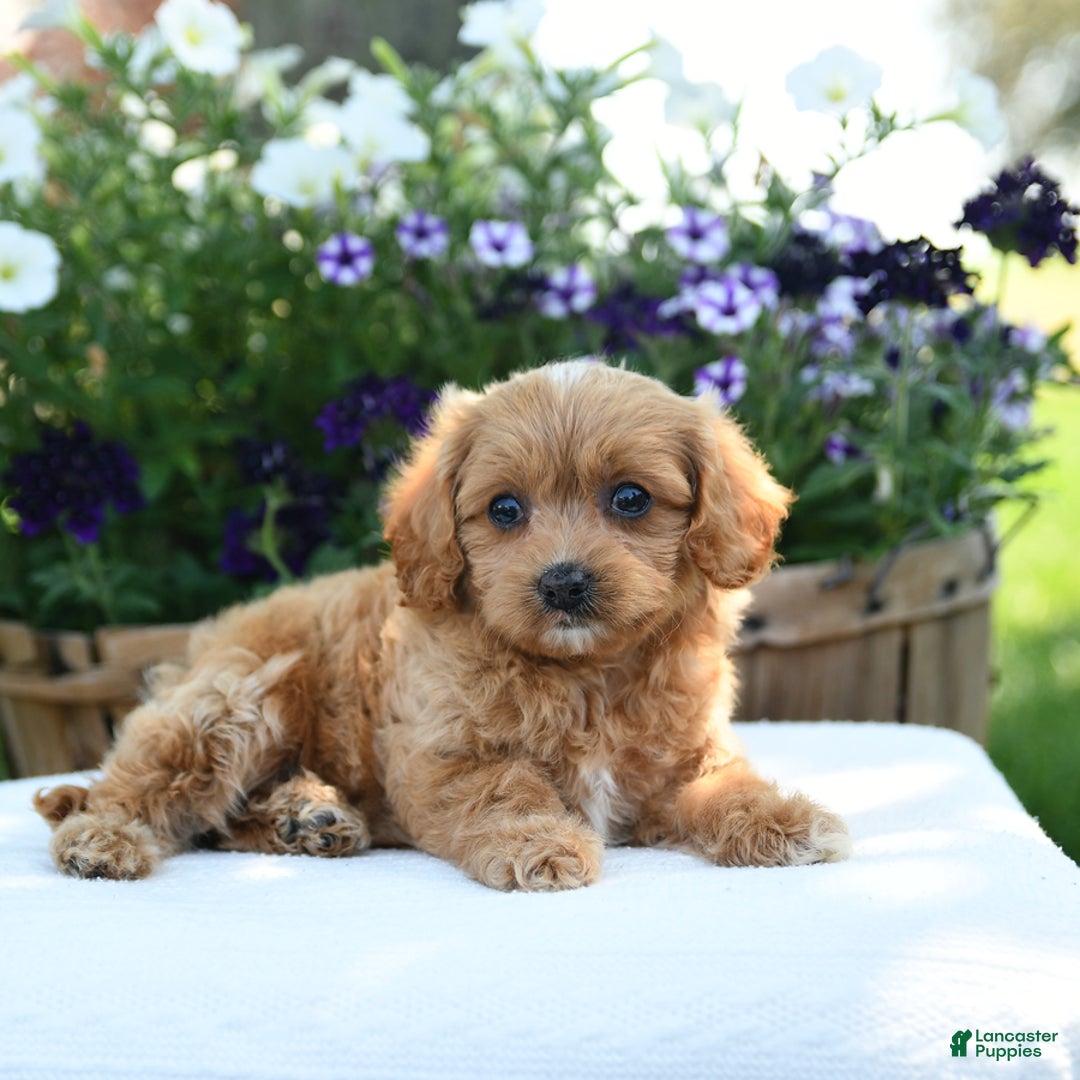 Cavapoo dogs for sale: Cookie - Image 2