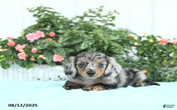 Miniature Dachshund dogs for sale: Nova - Image 1