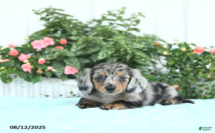 Miniature Dachshund dogs for sale - Ad 4