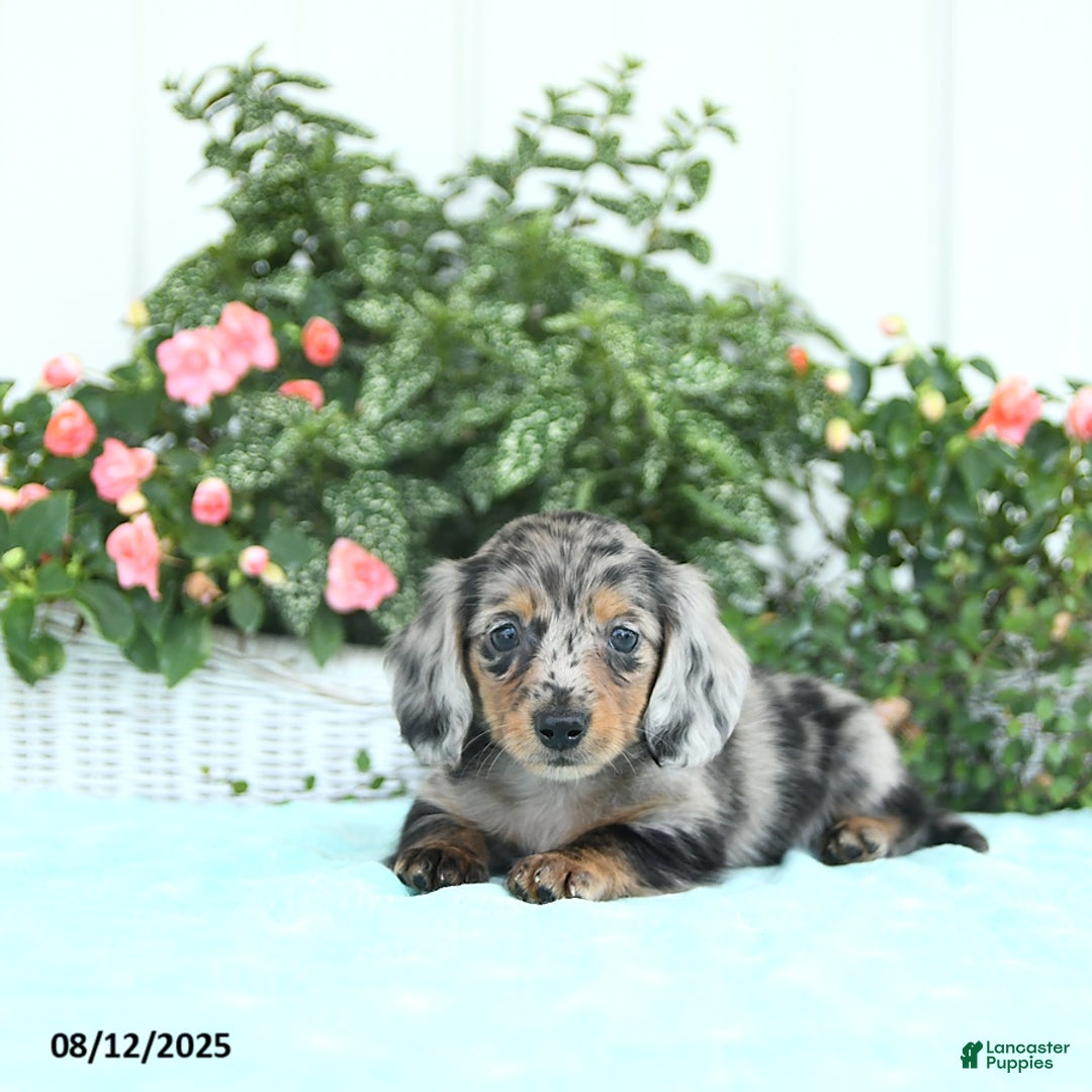 Miniature Dachshund dogs for sale: Nova - Image 1