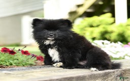 Pomeranian dogs for sale: Bear - Image 3
