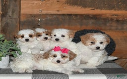 Lhasapoo dogs for sale: Cobi - Image 8