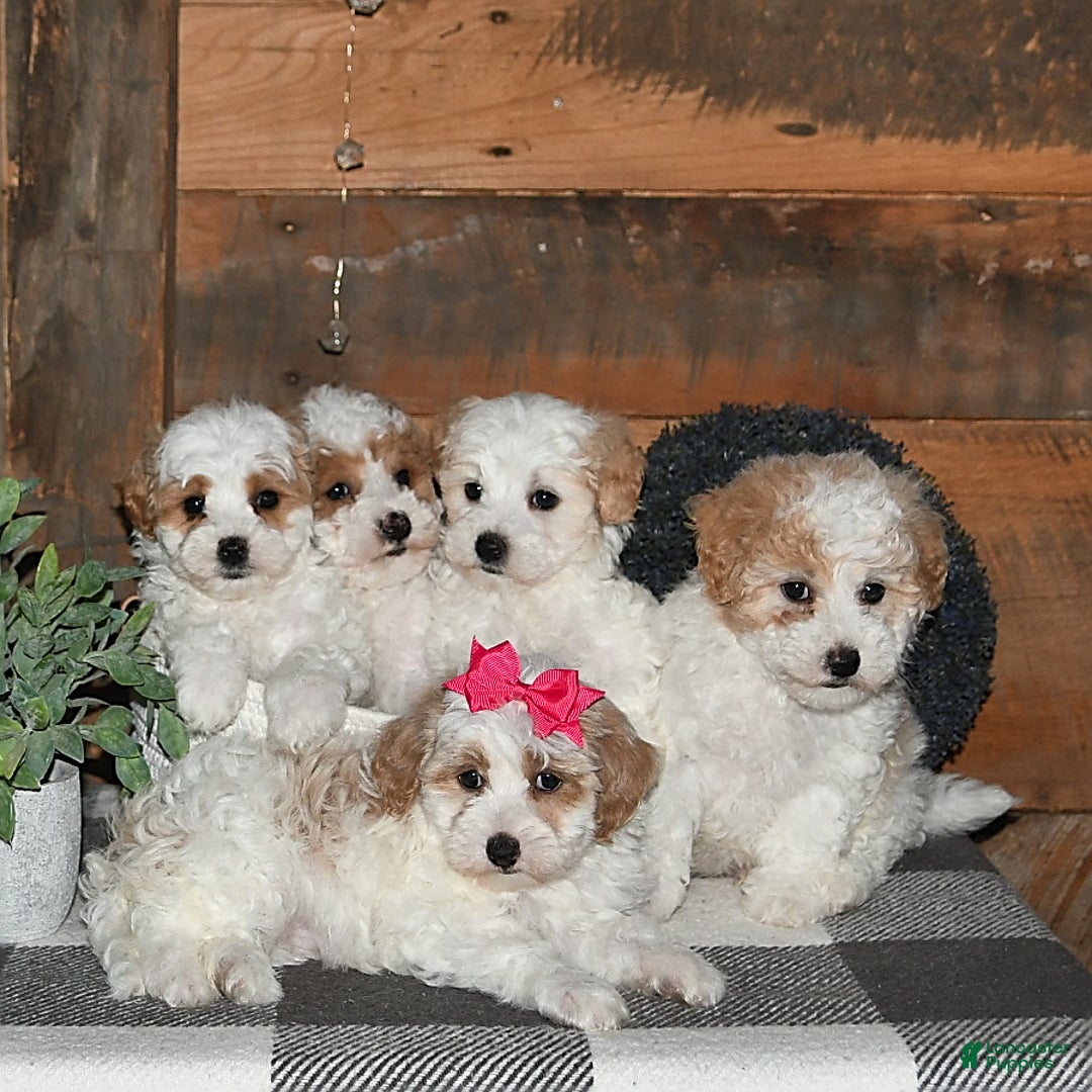 Lhasapoo dogs for sale: Cobi - Image 8