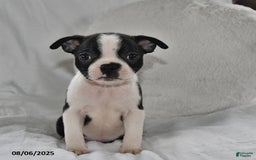 Boston Terrier dogs for sale: Bingo - Image 2