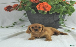 Cavalier King Charles Spaniel dogs for sale: Sadie - Image 2