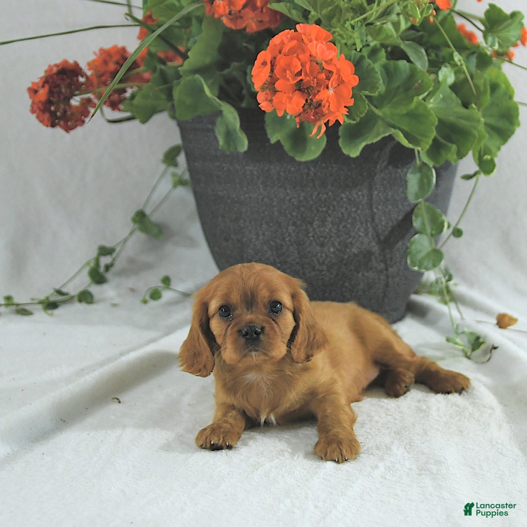 Cavalier King Charles Spaniel dogs for sale: Sadie - Image 2