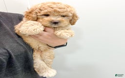 Mini Bernedoodle dogs for sale: Dante - Image 8
