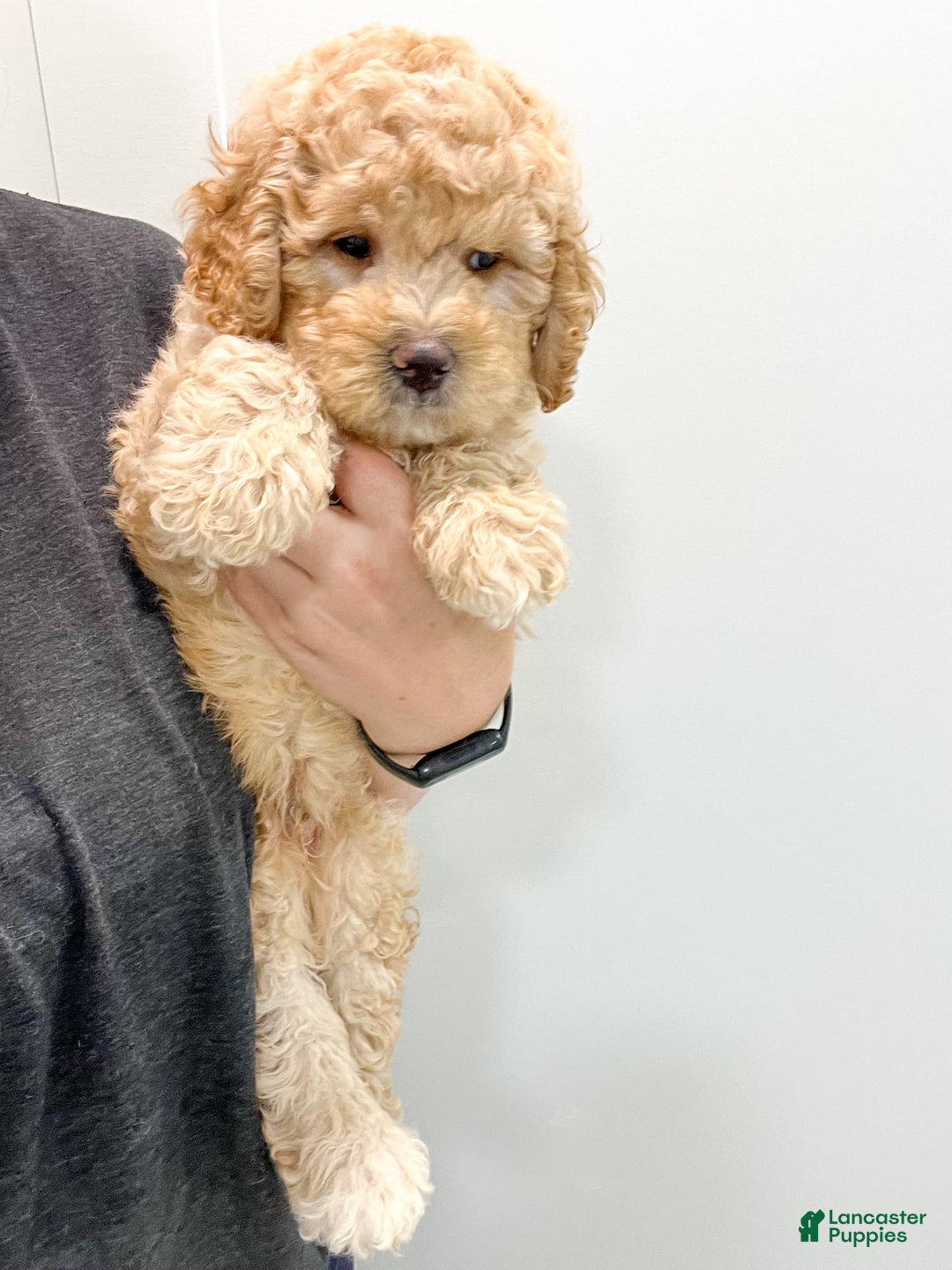 Mini Bernedoodle dogs for sale: Dante - Image 8