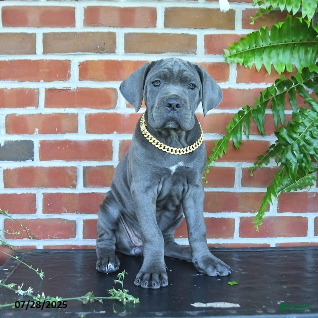 Cane Corso dogs for sale: Rosa - Image 5