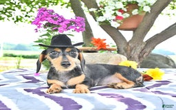 Miniature Dachshund dogs for sale: Cola - Image 10
