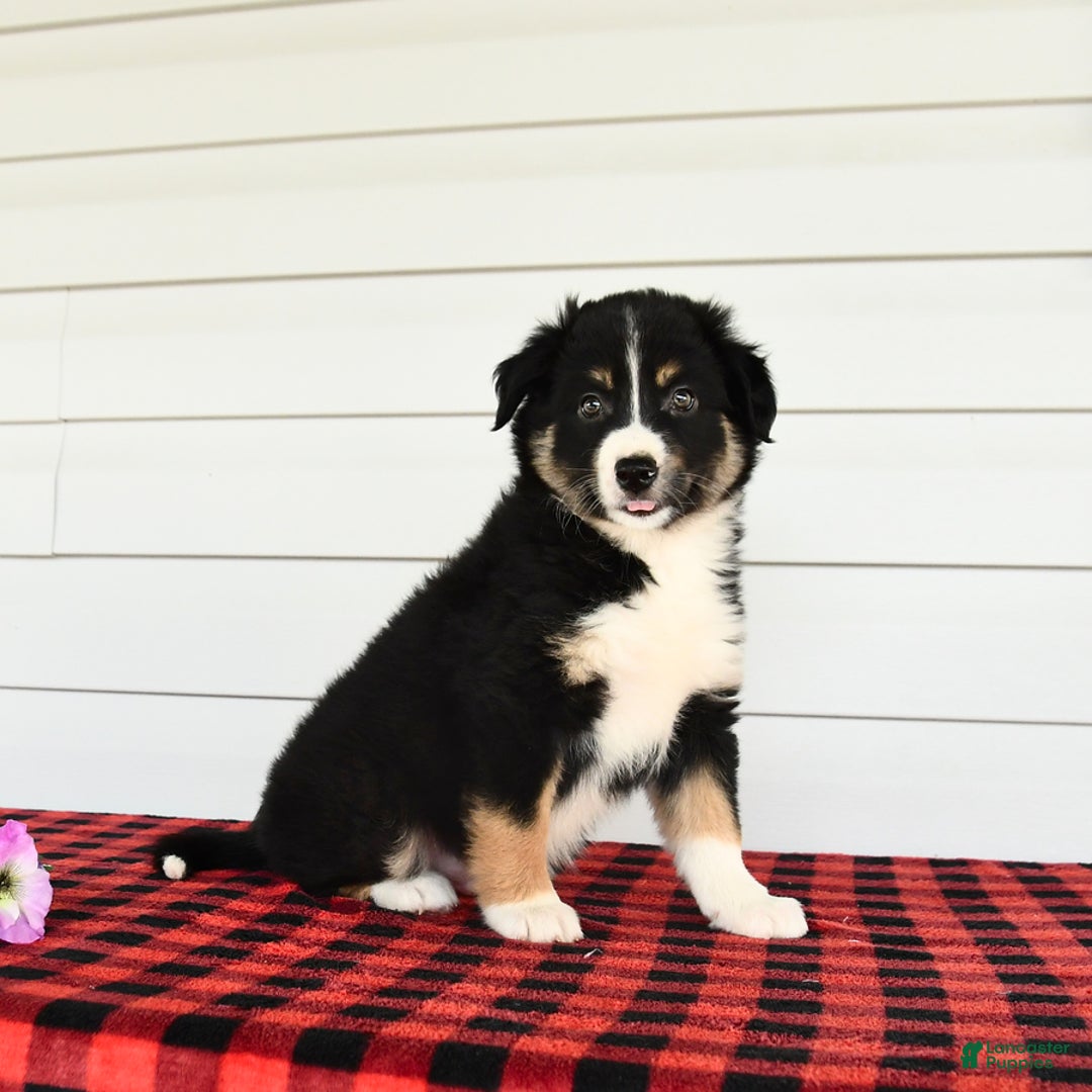 Border Collie dogs for sale: Shadow - Image 3