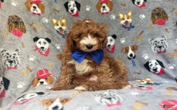 Cavapoo dogs for sale: Plankton - Image 3