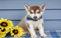Siberian Husky dogs for sale: Cleo - Image 6