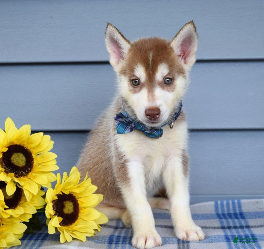 Siberian Husky dogs for sale: Cleo - Image 6