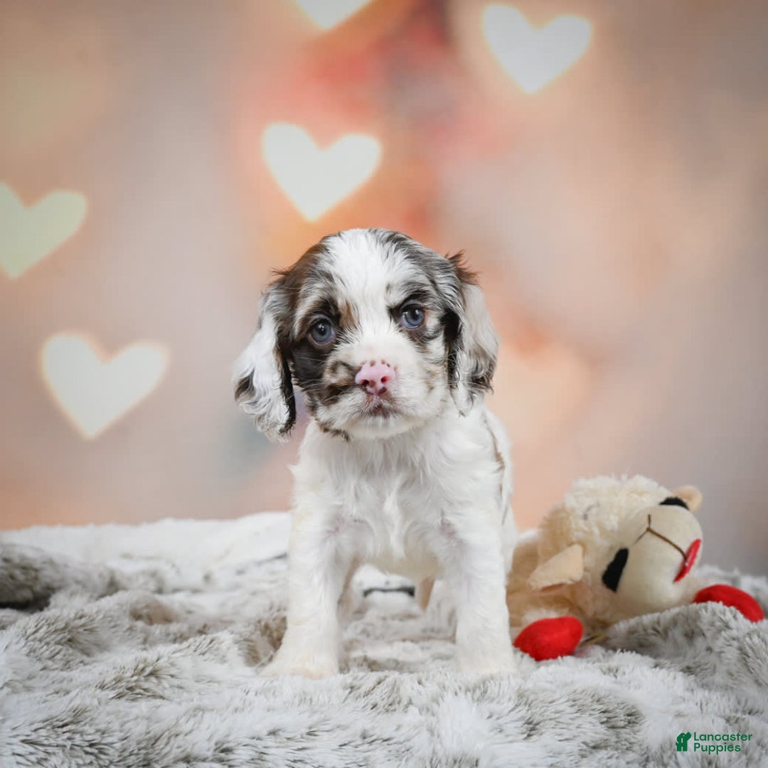 Cocker Spaniel dogs for sale: Daisy - Image 11