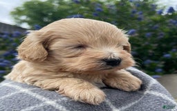 Maltipoo dogs for sale: Kayla - Image 2