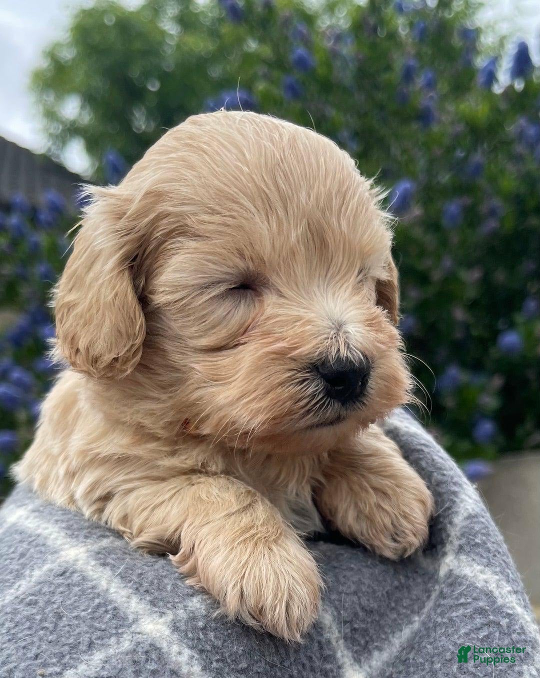 Maltipoo dogs for sale: Kayla - Image 2