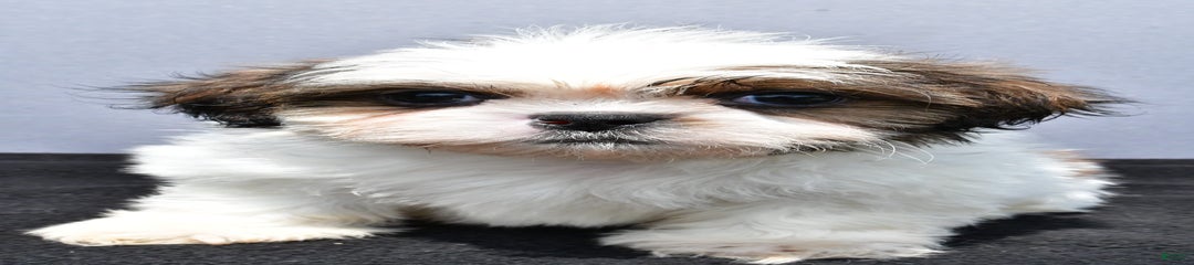 Bruno
