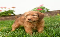 Jack Russell Terrier dogs for sale: Kody - Image 1