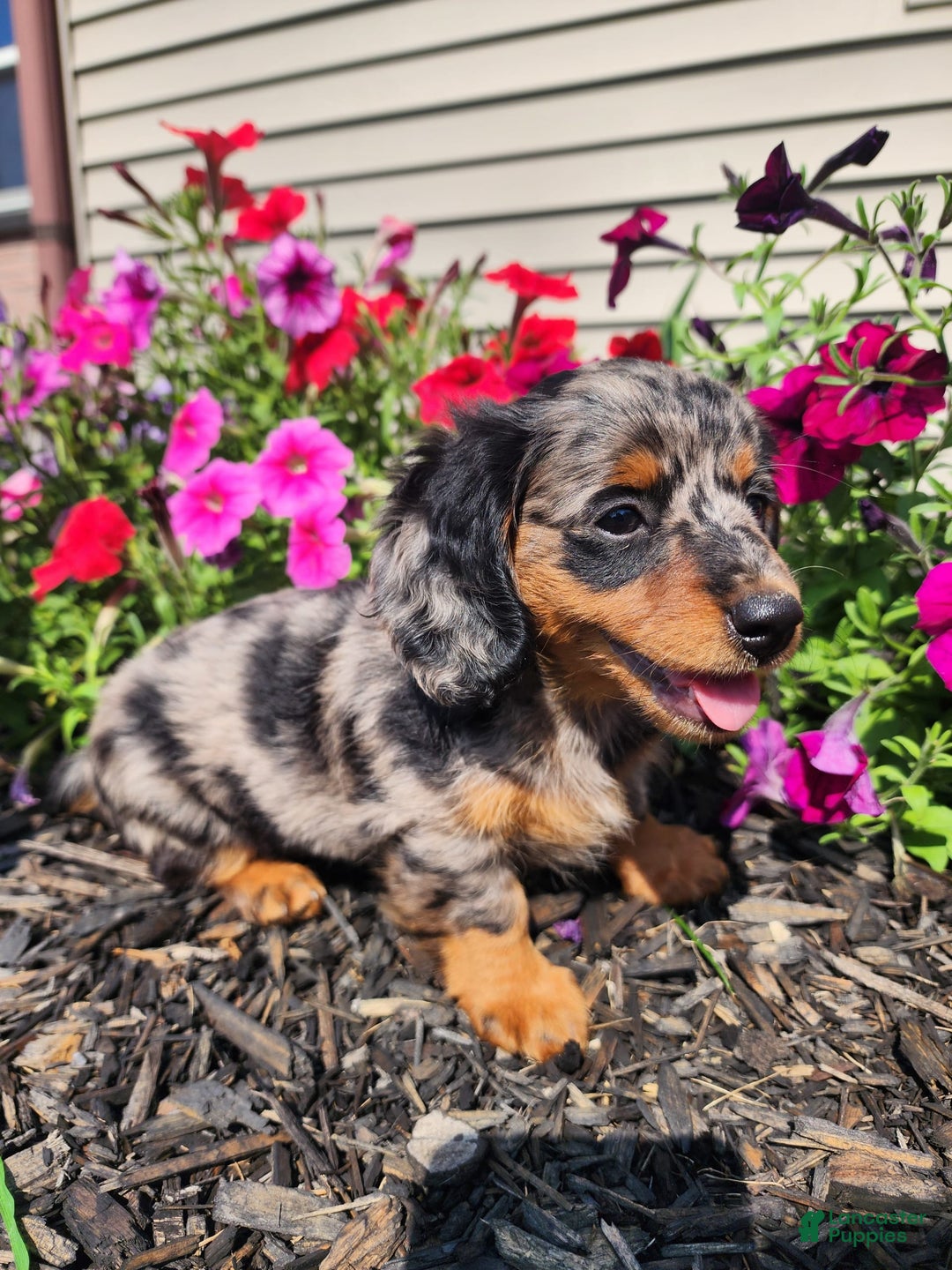 Miniature Dachshund dogs for sale: Delilah - Image 3