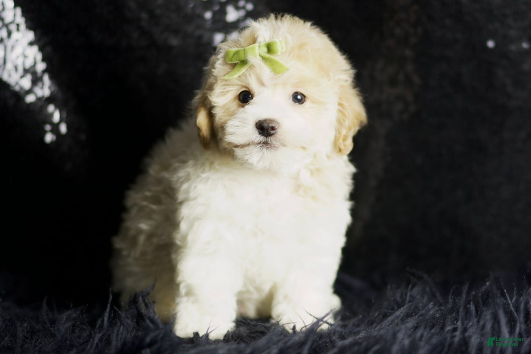 Maltipoo dogs for sale: Habibi - Image 5