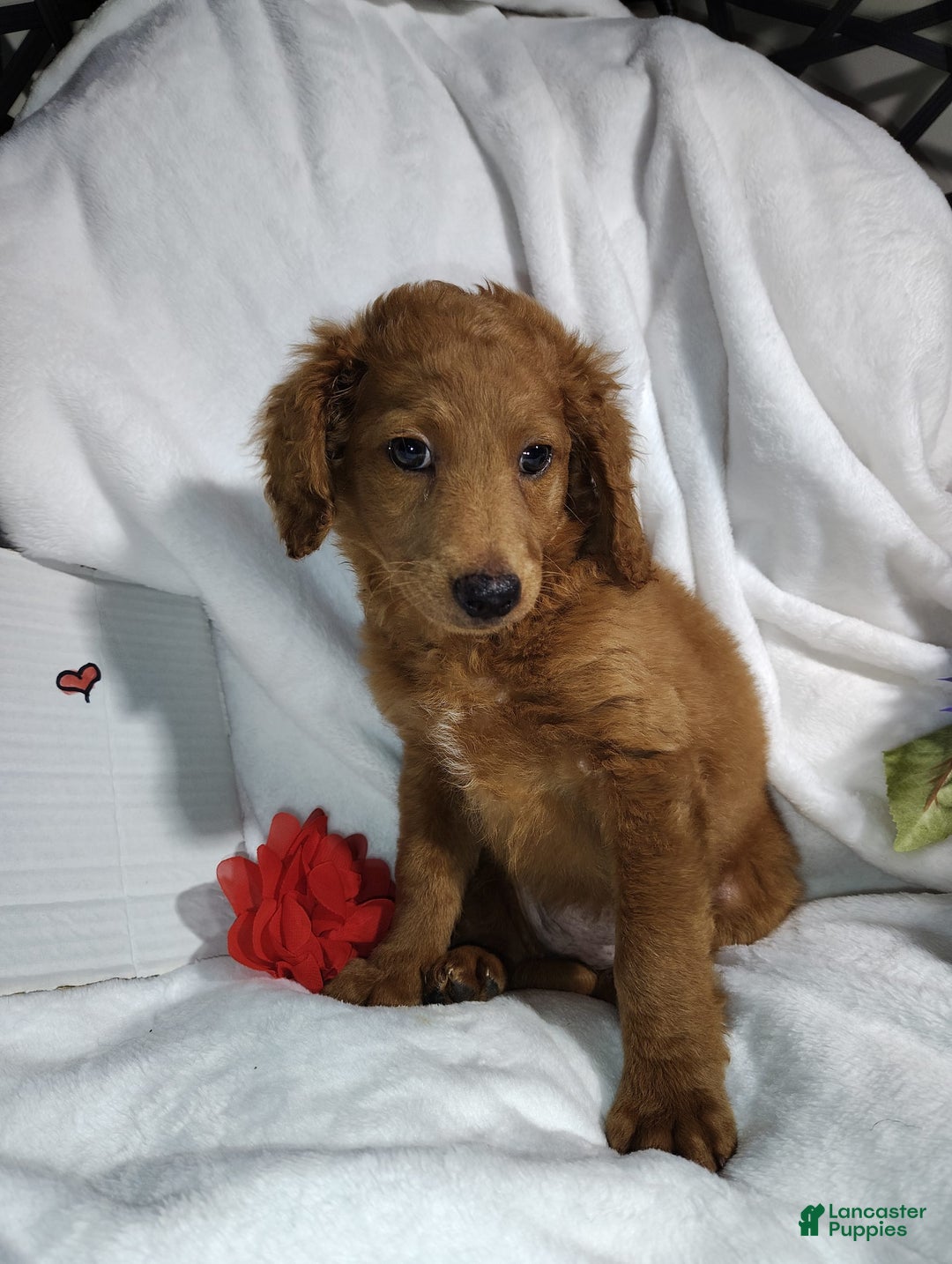 Mini Goldendoodle dogs for sale: Tootsie - Image 4