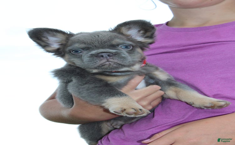French Bulldog dogs for sale - Ad 2
