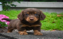 Miniature Dachshund dogs for sale: Snoopy - Image 3