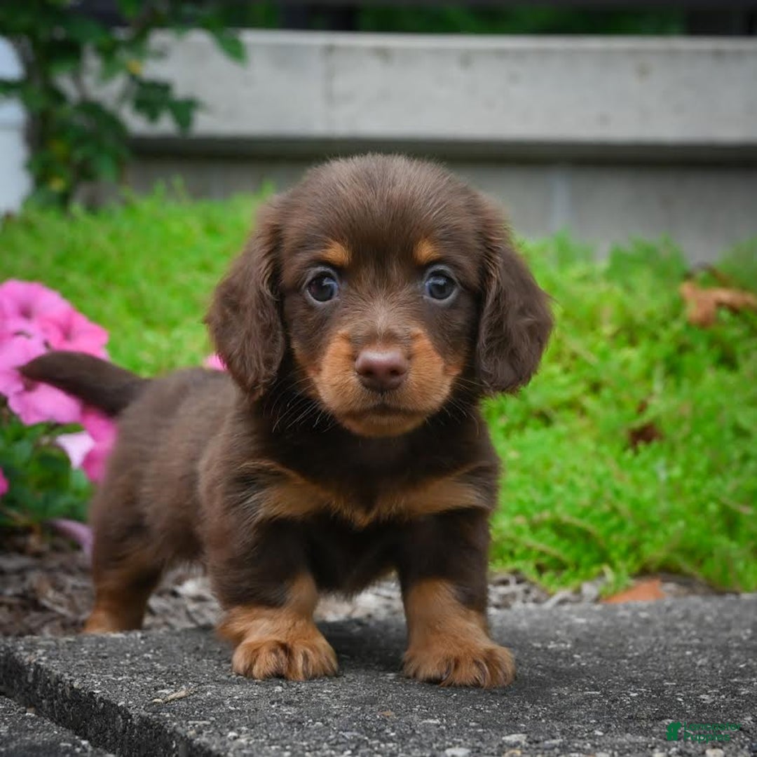 Miniature Dachshund dogs for sale: Snoopy - Image 3