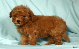 Mini Goldendoodle dogs for sale: Dixie - Image 4