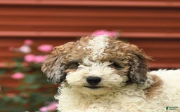Miniature Poodle dogs for sale: Lucky - Image 10