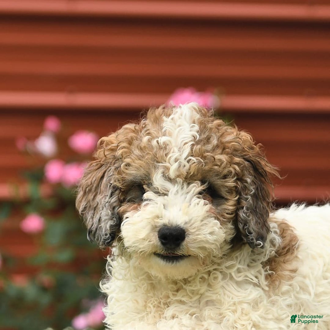 Miniature Poodle dogs for sale: Lucky - Image 10