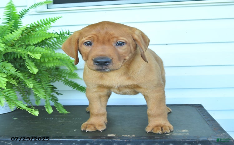 Labrador Retriever dogs for sale - Ad 1