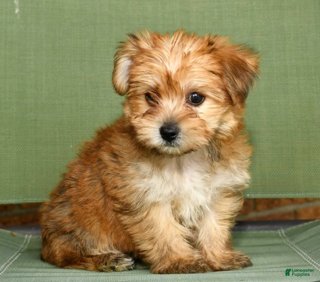 Yochon dogs for sale: Megan - Image 4