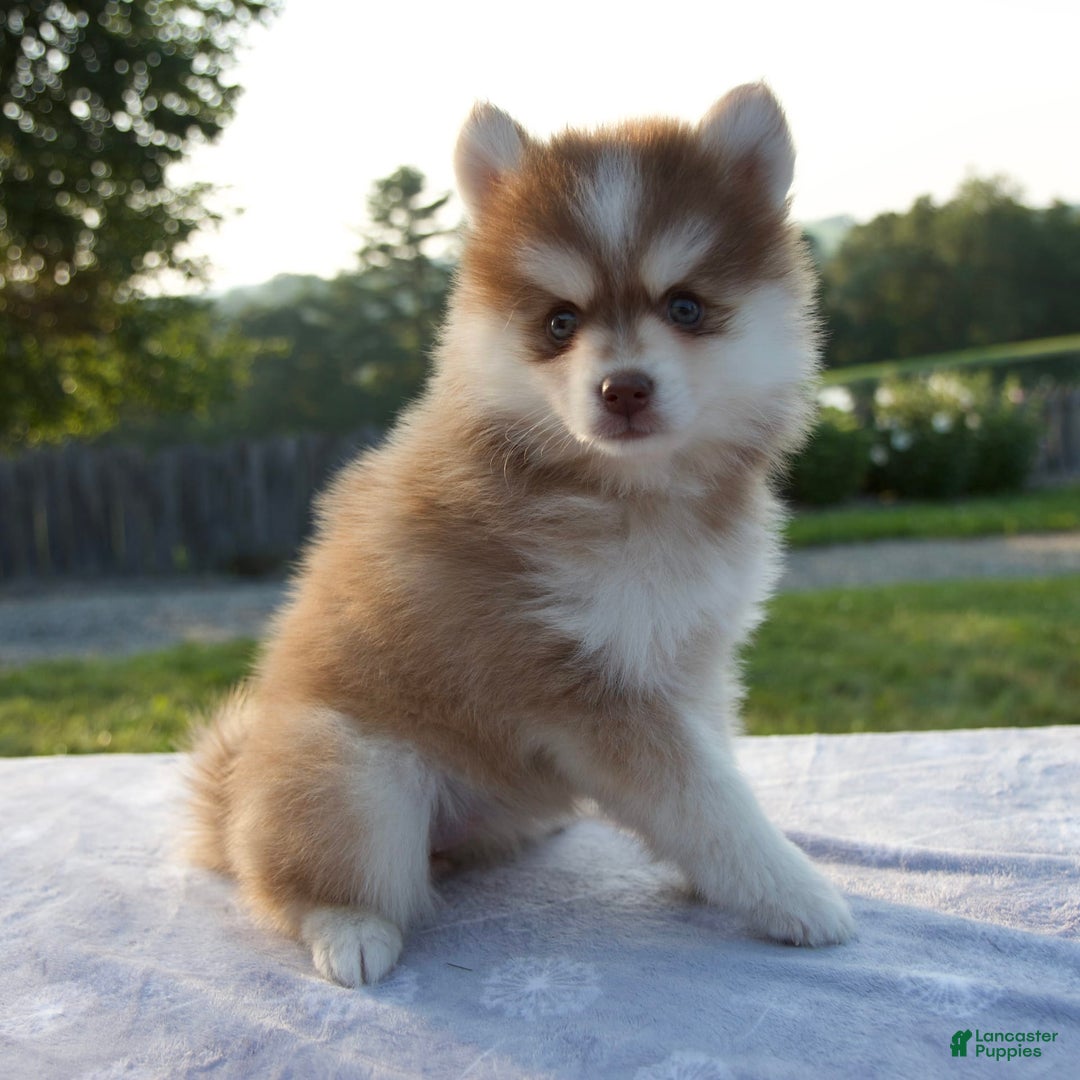 Pomsky dogs for sale: Myla - Image 8