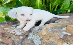 Miniature Dachshund dogs for sale: Blizzard LH - Image 5