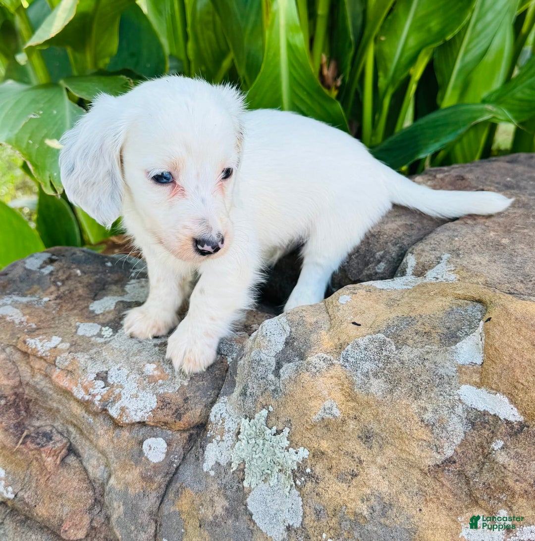Miniature Dachshund dogs for sale: Blizzard LH - Image 5