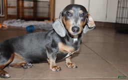 Dachshund dogs for sale: Stella Male 3 - Image 13