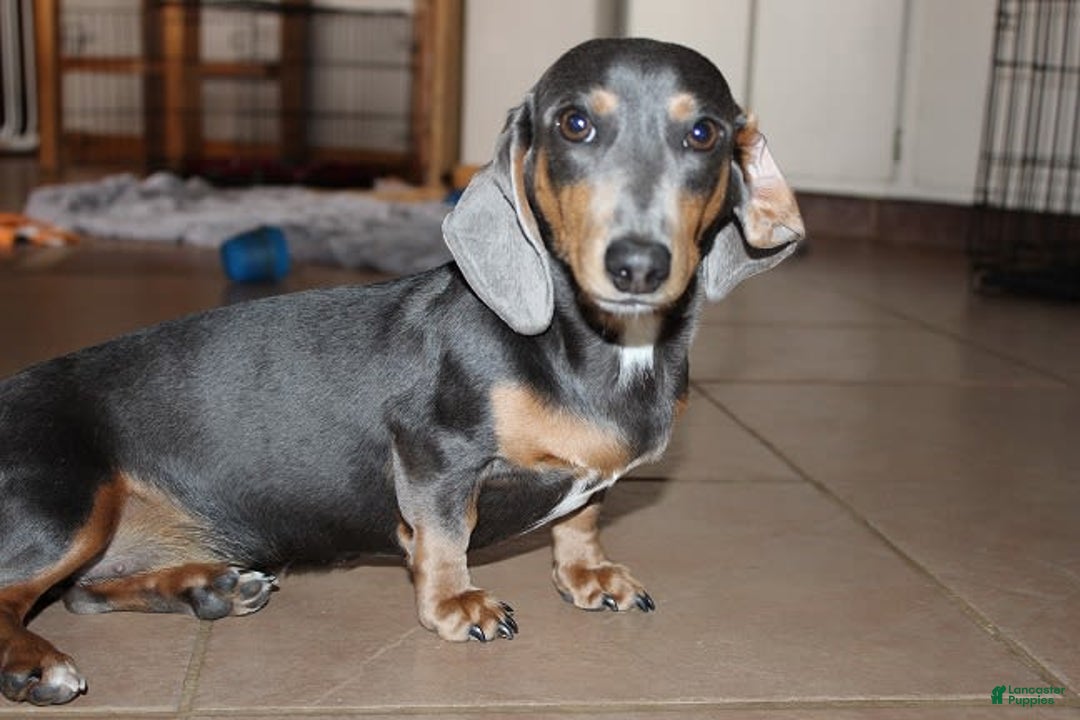 Dachshund dogs for sale: Stella Male 3 - Image 13