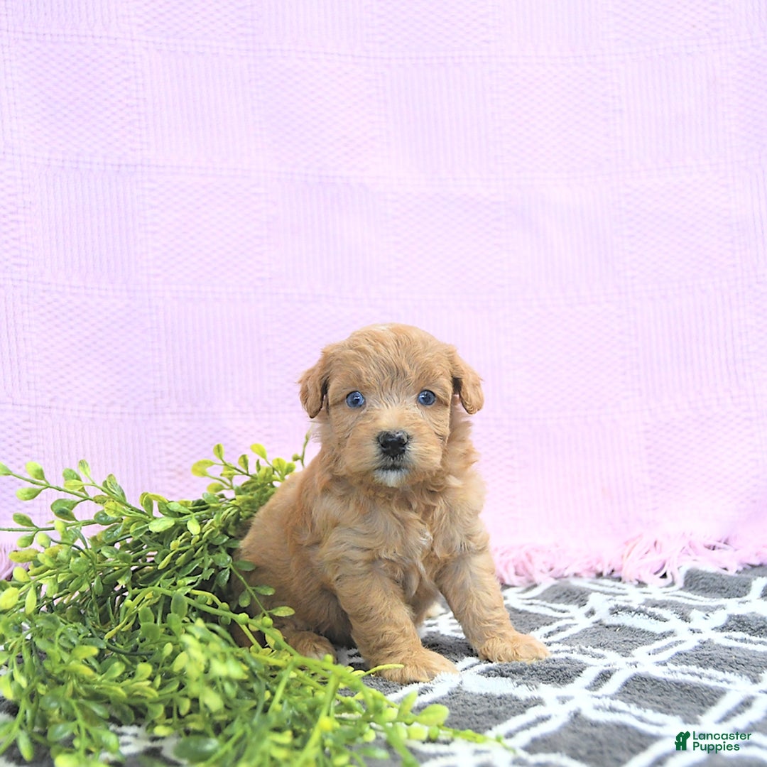 Mini Goldendoodle dogs for sale: Kassia - Image 5