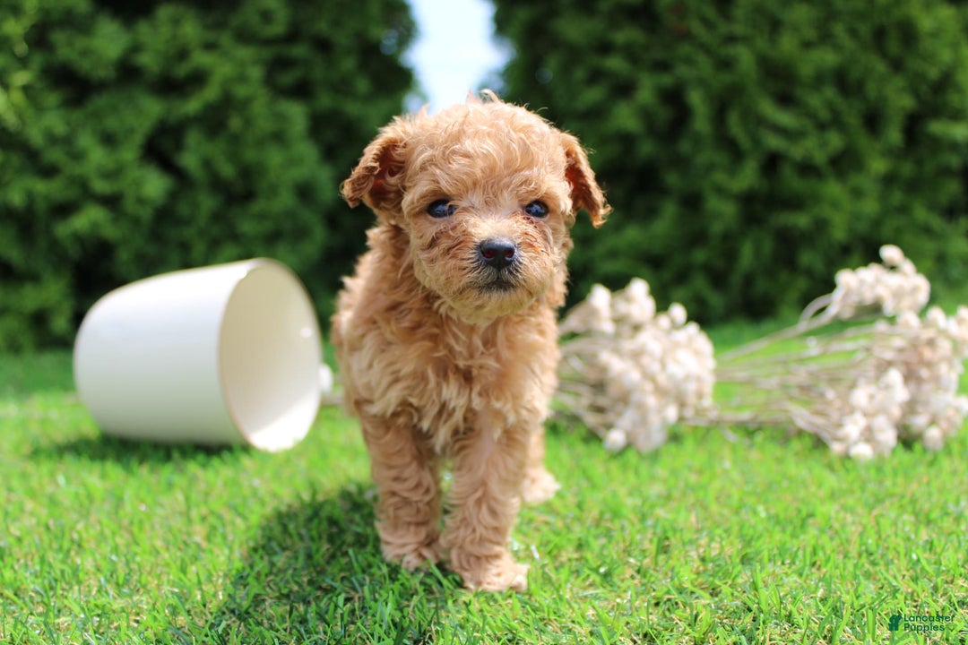 Toy Poodle dogs for sale: Lexi - Image 3